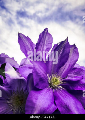 Nahaufnahme von violetten Clematis-Blüten vor bewölktem blauem Himmel. Stockfoto