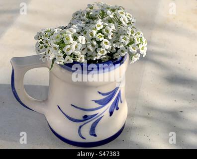 Ein Haufen winziger weißer Gelbblüten in einer kleinen weiß-blauen Kanne Stockfoto
