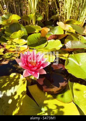 Öffnen Sie die rosa Seerosenblüte in Blüte auf der Oberfläche des Teichs. Nymphaeaceae ist eine Familie blühender Pflanzen, auch Wasserlilien genannt, rhizomatöse Wasserpflanzen in gemäßigten und tropischen Klimazonen. Stockfoto