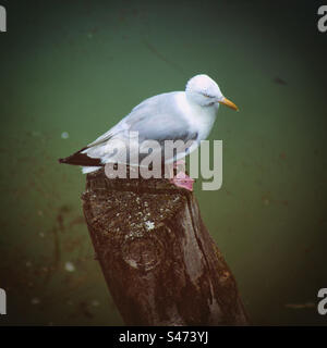 möwe auf einer Holzsäule im Meer Stockfoto