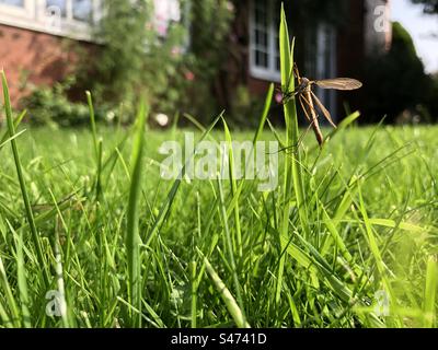 Krane fliegen im Sommer auf einem Grashalm auf einem Rasen, England, Vereinigtes Königreich Stockfoto