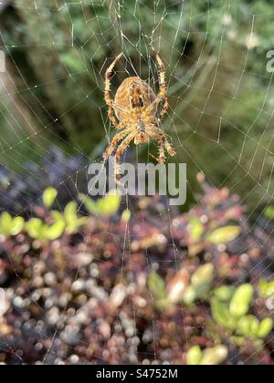 Gartenkreuzspinne (Araneus diadematus) im Web. Stockfoto