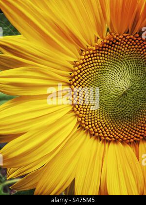 Ein Nahaufnahme eines Sonnenblumenkopfes. Leuchtendes Gelb Stockfoto