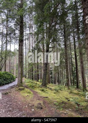 Glencoe Lochan Trails, in der Nähe von Ballachulish, Schottland. Naturspaziergänge in Schottland. Stockfoto