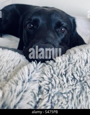 Springador (Labrador Cross English Springer Spaniel) kuscheln sich in eine flauschige Decke. Stockfoto