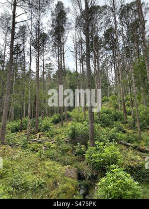 Glencoe Lochan Trails, in der Nähe von Ballachulish, Schottland. Naturspaziergänge in Schottland. Stockfoto