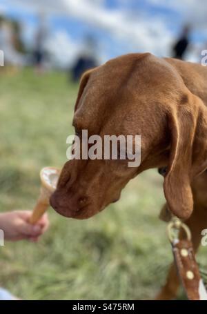 Ungarischer Vizsla-Hund, der Eis isst Stockfoto