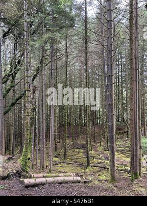 Glencoe Lochan Trails, in der Nähe von Ballachulish, Schottland. Naturspaziergänge in Schottland. Stockfoto