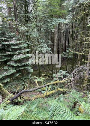 Glencoe Lochan Trails, in der Nähe von Ballachulish, Schottland. Naturspaziergänge in Schottland. Stockfoto