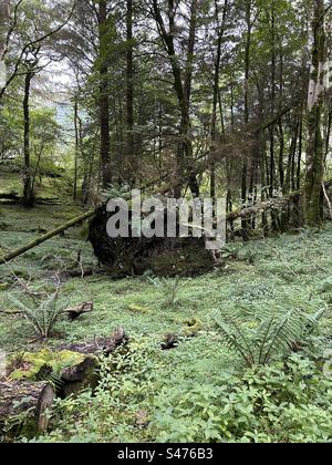 Glencoe Lochan Trails, in der Nähe von Ballachulish, Schottland. Naturspaziergänge in Schottland. Stockfoto