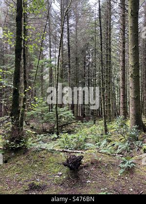 Glencoe Lochan Trails, in der Nähe von Ballachulish, Schottland. Naturspaziergänge in Schottland. Stockfoto