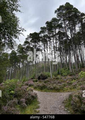 Glencoe Lochan Trails, in der Nähe von Ballachulish, Schottland. Naturspaziergänge in Schottland. Stockfoto