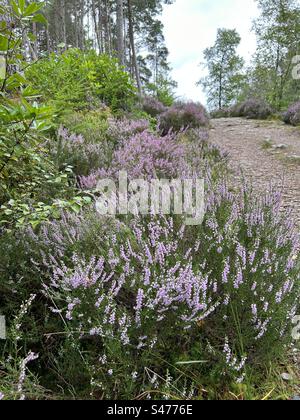 Glencoe Lochan Trails, in der Nähe von Ballachulish, Schottland. Naturspaziergänge mit Scottish Heather. Stockfoto