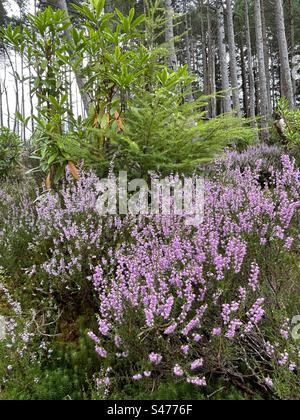 Glencoe Lochan Trails, in der Nähe von Ballachulish, Schottland. Naturspaziergänge mit Scottish Heather. Stockfoto