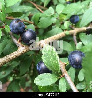 Schlehen-Beeren Stockfoto