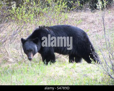 Black Bear in Alberta, Kanada Stockfoto