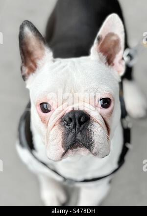 Schwarz-weißer französischer Bulldog Stockfoto