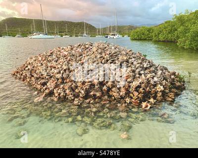 Haufen von Kegelschalen Stockfoto