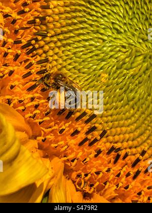 Honigbiene auf Sonnenblumen sammelnden Pollen Stockfoto