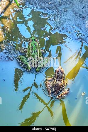 Zwei Frösche sitzen in schmutzigem Pfützenwasser Stockfoto