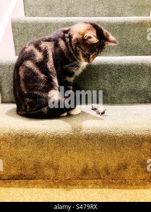 Farbbild einer Katze, die auf eine Maus starrt, die sie gerade getötet hat Stockfoto