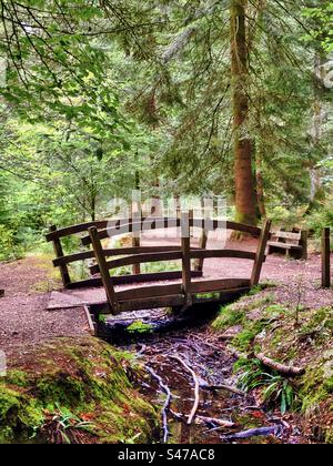Kleine Holzbrücke auf dem Tall Trees Trail am Rhinefield Ornamental Drive Stockfoto