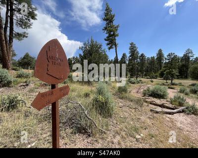 Kilometermarke Arizona Trail, Pine View Trailhead, hoch aufragende Kiefer, massive Monsunwolken, strahlend blauer Himmel, Kiefer, Arizona Stockfoto