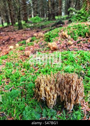 Streng verzweigte Korallen (Samaria stricta), die in einem Kiefernwald in der Nähe von Winchester Hampshire, Vereinigtes Königreich, wachsen Stockfoto