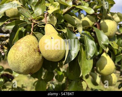 Nahaufnahme der Birnen, die im Sommer auf dem Bio-Obstgarten hängen, die Reifen, saftigen Früchte auf Ästen mit grünen Blättern Stockfoto