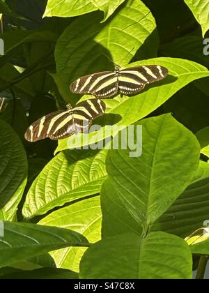 Zebra Longwing Stockfoto