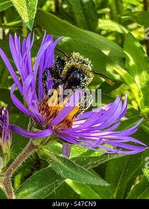 Nahaufnahme der Hummel auf Astor Stockfoto