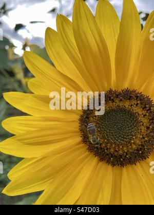 Eine Biene auf einer Sonnenblume Stockfoto