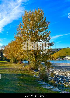 Herbst in Alberta, Kanada, Bowness Park, Calgary, Bow River Stockfoto