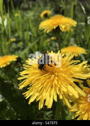 Hummel sitzt auf Löwenzahn-Blume Stockfoto