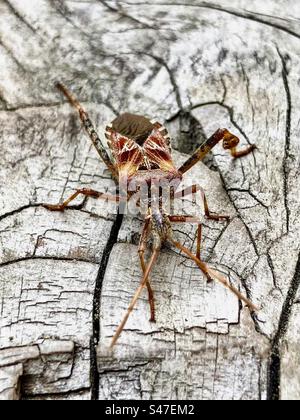 Nahaufnahme einer westlichen Nadelkäfer auf einem Zederndeck. Stockfoto