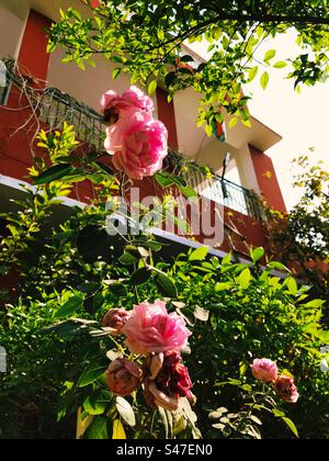 Rosa Rosen in voller Blüte Stockfoto