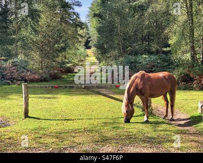 Ponyweide bei knightwood Oak im New Forest National Park Hampshire, Großbritannien Stockfoto