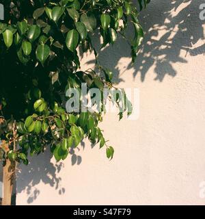Ein kleiner Baum mit hellgrünen Blättern wirft Schatten auf eine weiße Wand Stockfoto