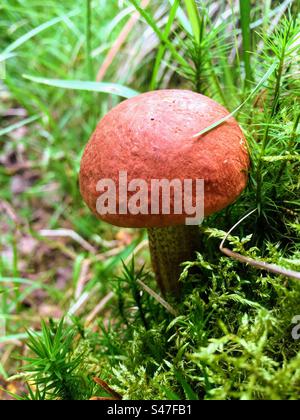 Einzelne rote orangefarbene Kappe Leccinum aurantiacum boletus-Pilze, die im Moos wachsen Stockfoto