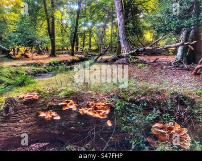 Pilze wachsen auf umgestürzten Bäumen neben einem ausgetrockneten Bach im New Forest National Park Stockfoto