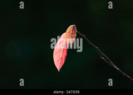 Herbstblätter auf schwarzem Hintergrund Stockfoto