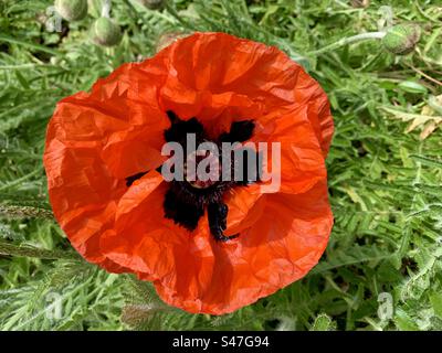 Riesiger roter orientalischer Papaver-Mohn Stockfoto