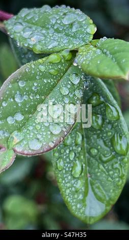 Nahaufnahme einer Pflanze mit grünen Blättern, bedeckt mit Tautropfen. Stockfoto