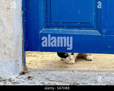Eine neugierige schwarz-weiße Katze blickt unter einer hellblauen Tür in einem weiß getünchten Gebäude in Megalochori Dorf Santorin. Stockfoto