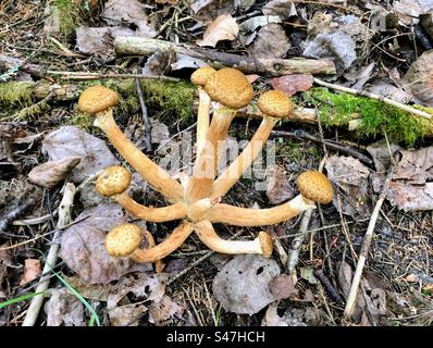 Gruppe junger Armillaria mellea-Honigpilze, die im Waldboden wachsen Stockfoto