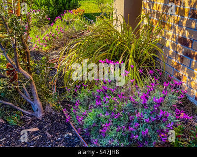 Fusion Garden. Blühender banksia-Baum, australische Flora, die neben Lavendelklumpen und Zitronengras an einem sonnigen Frühlingsmorgen im Vorgarten in Melbourne, Australien, wächst. Stockfoto