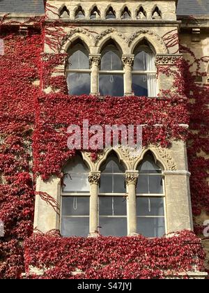 Detail der Fenster am Christchurch College in Oxford mit rotem Ivy, der im Gebäude wächst Stockfoto