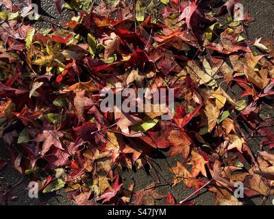 Herbstlaub mit vielen Farben auf dem Boden Stockfoto