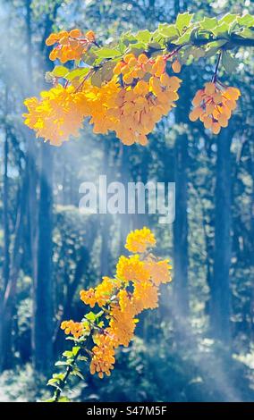 Darwin’s Berberberry Blume im australischen Busch mit Sonnenstrahl Stockfoto