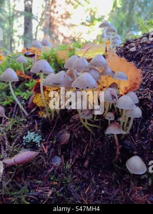 Ein Bündel junger Myzena saprotrophischer Pilz Pilz, der in der Waldumgebung wächst Stockfoto